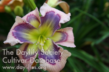 Daylily I Will Look Up
